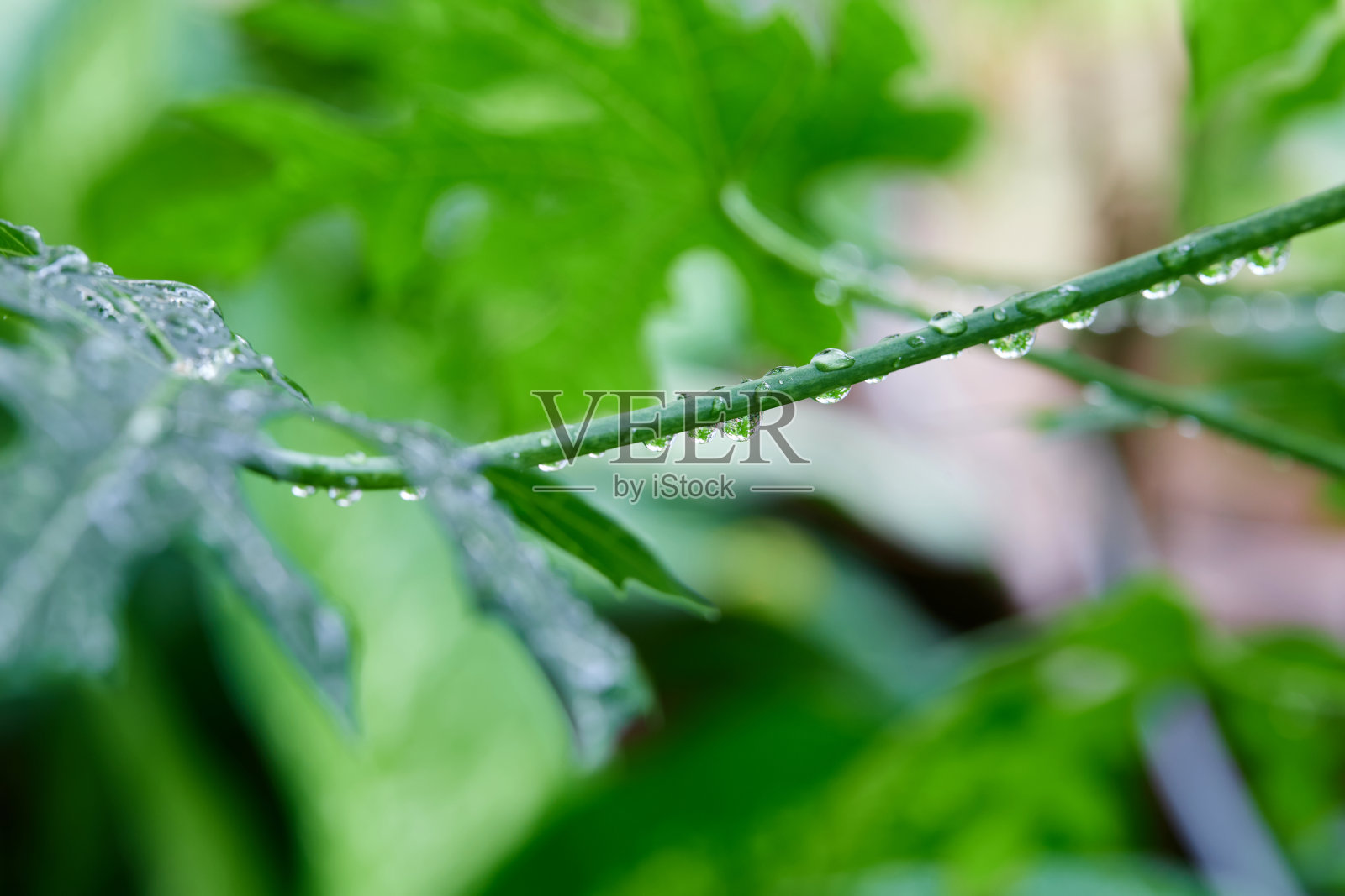 雨季时绿叶上的雨滴特写照片摄影图片