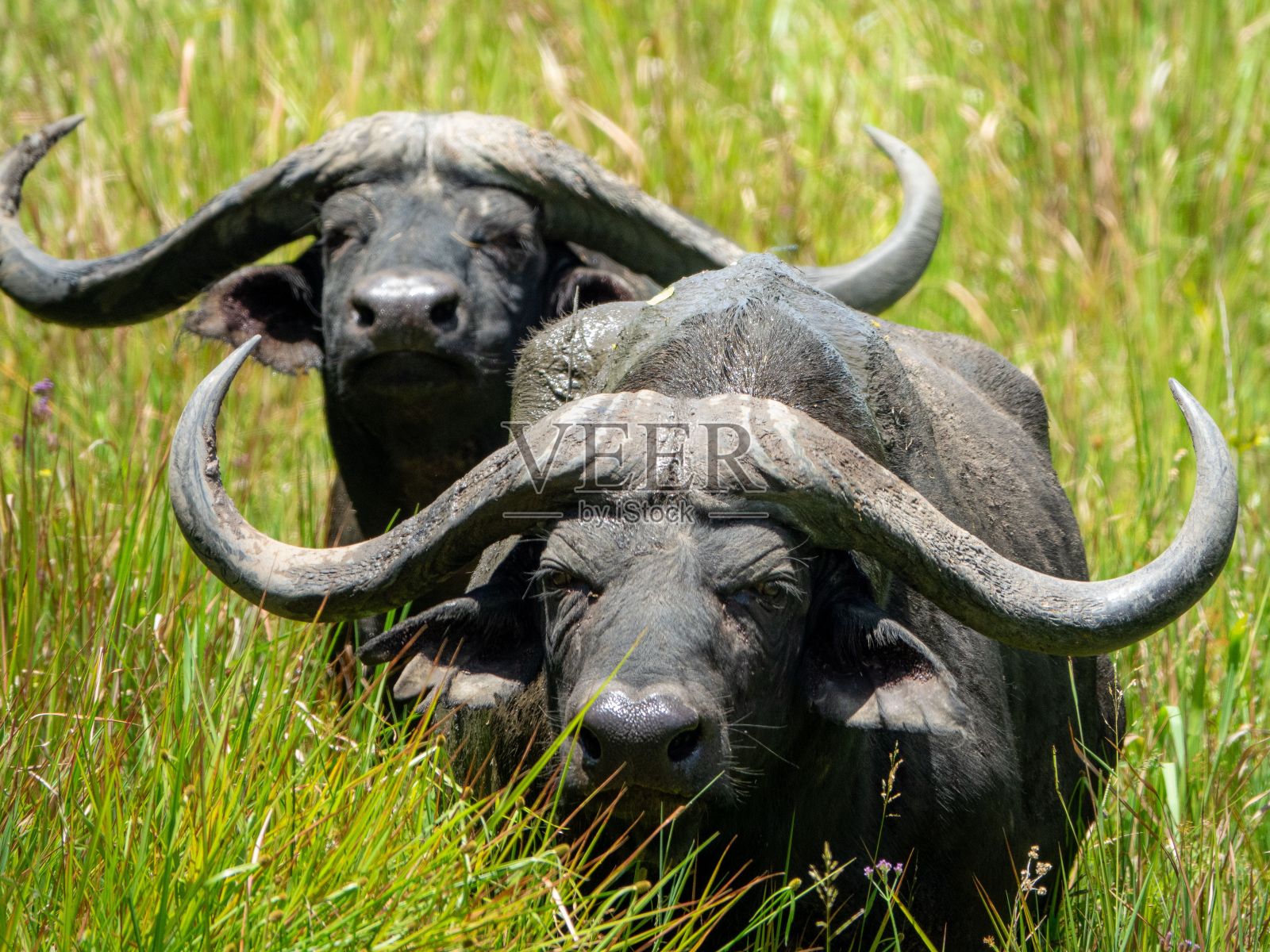 非洲水牛在一片郁郁葱葱的草地上照片摄影图片