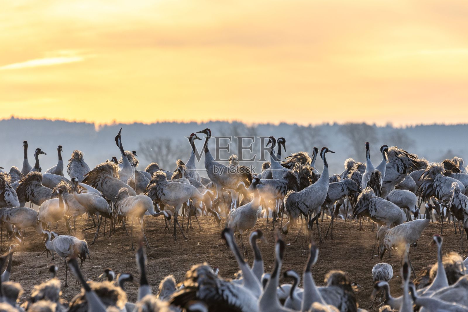 在夕阳的映衬下，一群鹤聚集在天然的草地上照片摄影图片