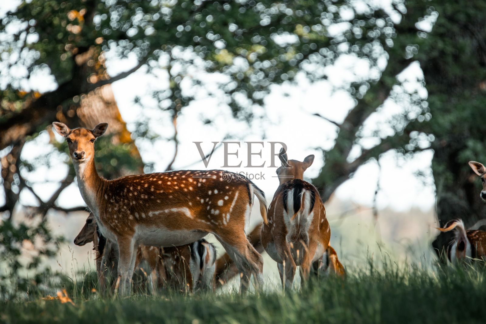 一群鹿在森林旁边的草地上照片摄影图片