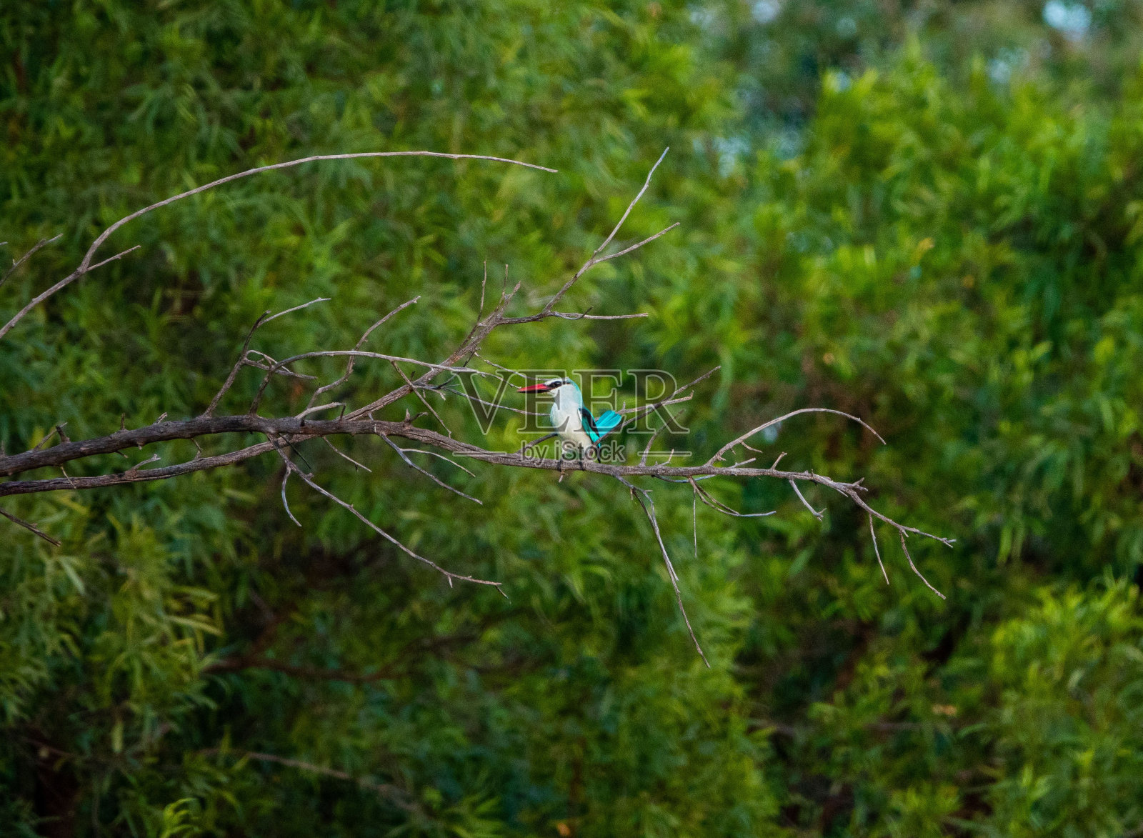 林中的翠鸟栖息在葱郁的树枝上，被阳光照亮照片摄影图片