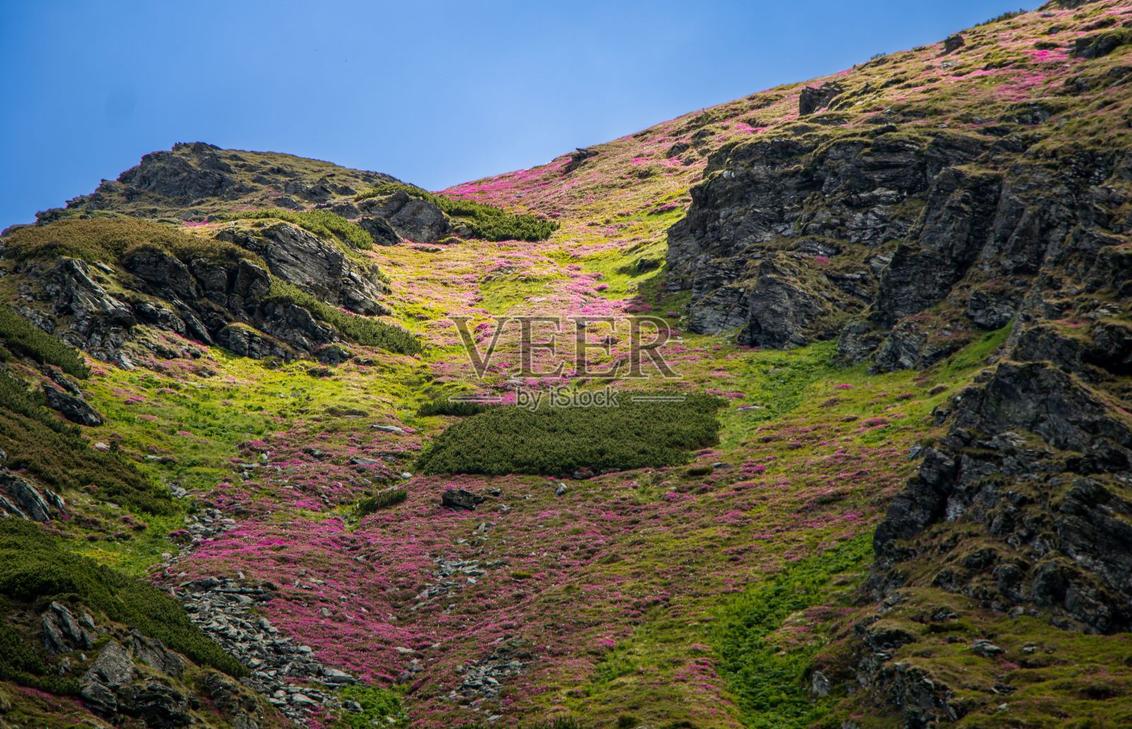 充满活力和美丽的景观，以点缀着野花和绿草的岩石悬崖为特色照片摄影图片