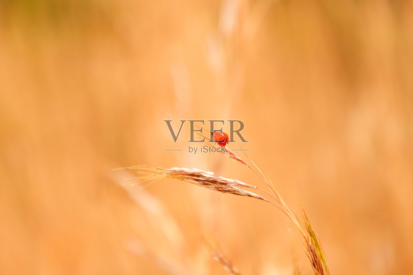 鲜艳的红色瓢虫栖息在金色的麦穗上照片摄影图片