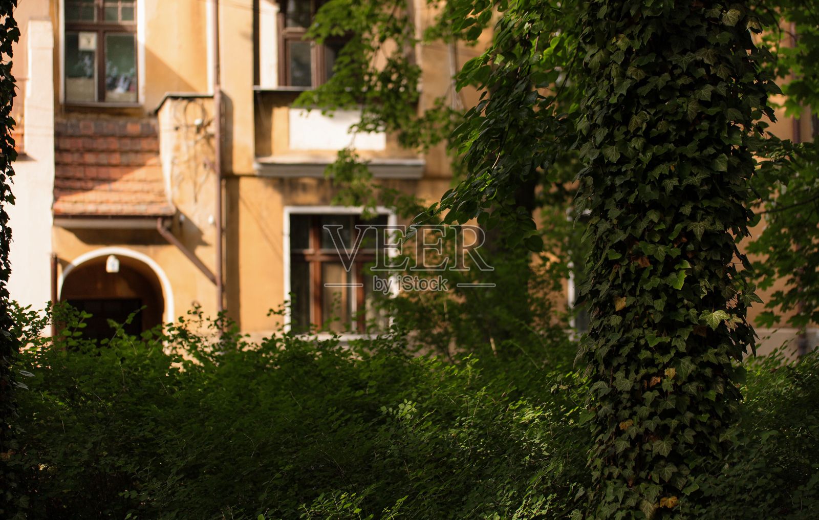 长在树干上的常青藤。照片摄影图片