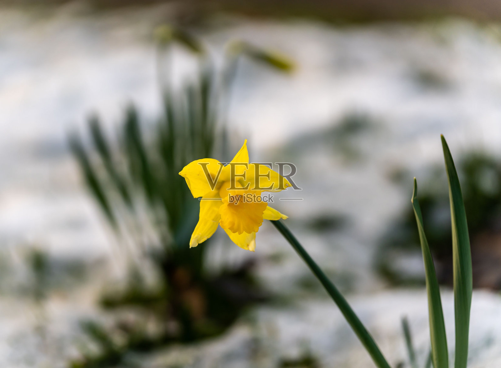 水仙花生长在冬天的雪地里照片摄影图片