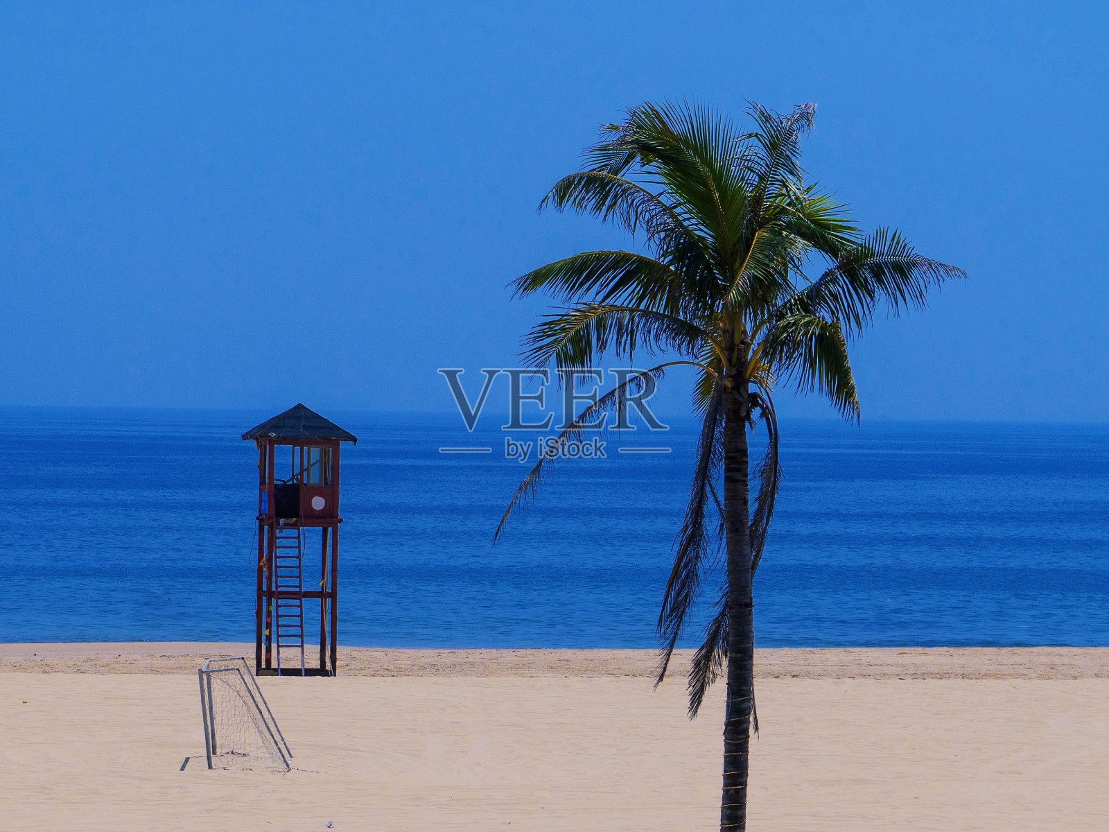 一棵棕榈树矗立在沙滩旁。照片摄影图片