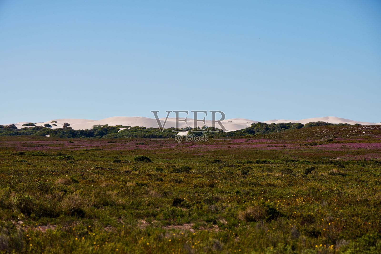 宁静的风景，广阔的田野和蔚蓝的天空。南非德霍普自然保护区。照片摄影图片