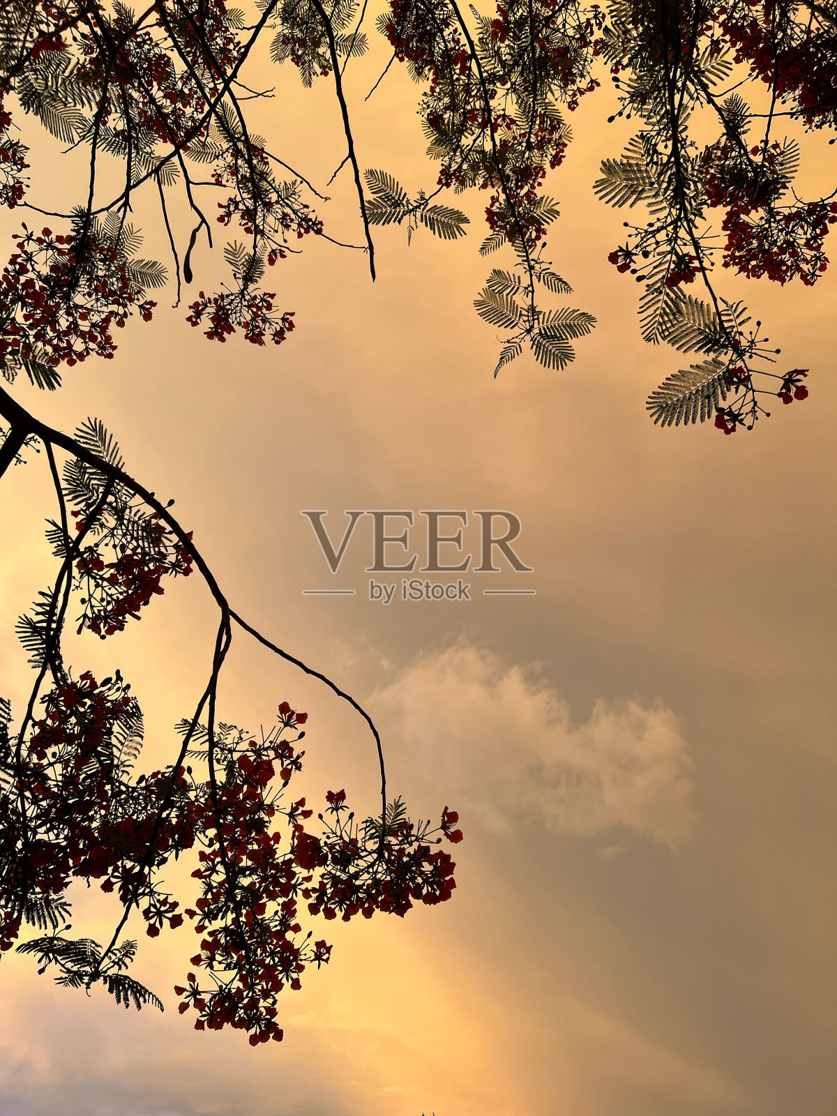 树和云的剪影映衬着灰色的天空照片摄影图片