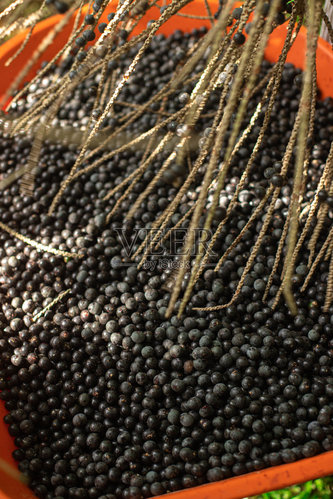 一束来自该地区的巴西莓果照片摄影图片