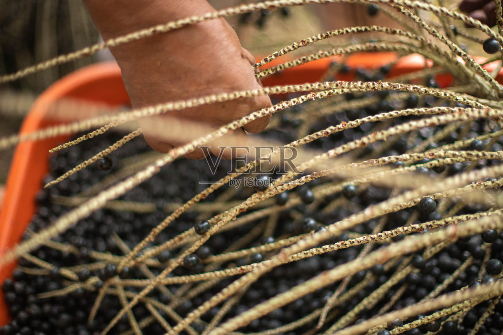 一名男子正在吃巴西莓果照片摄影图片