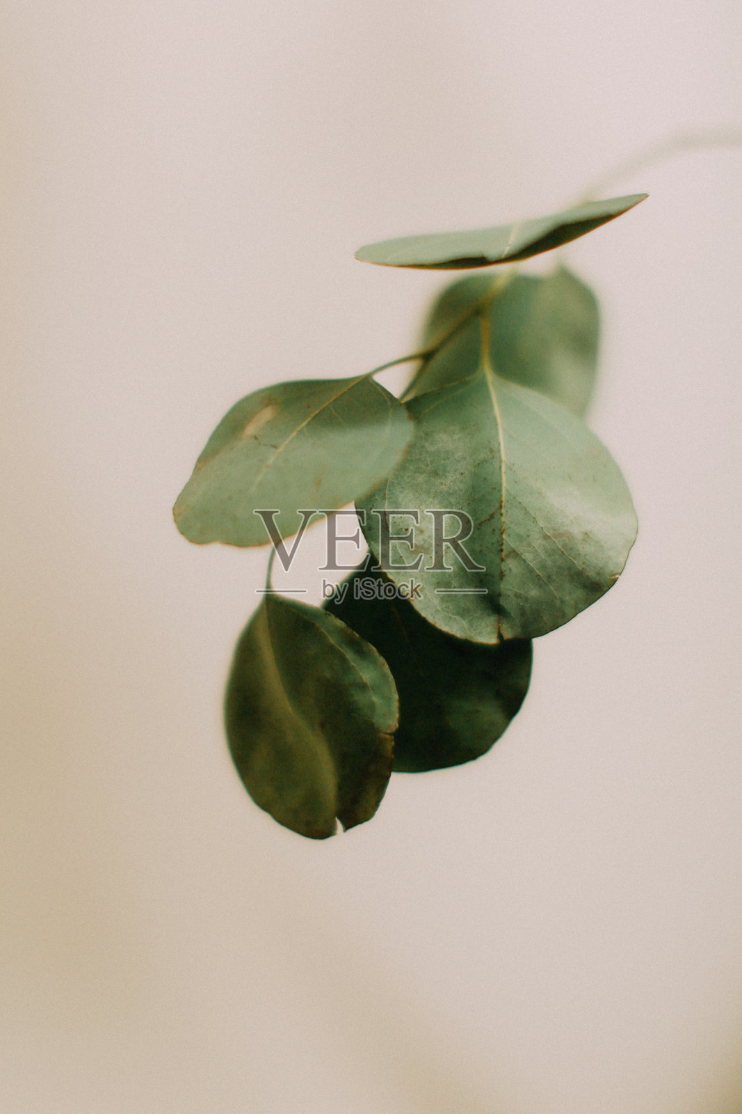 桉树枝中性背景，软焦点背景照片摄影图片