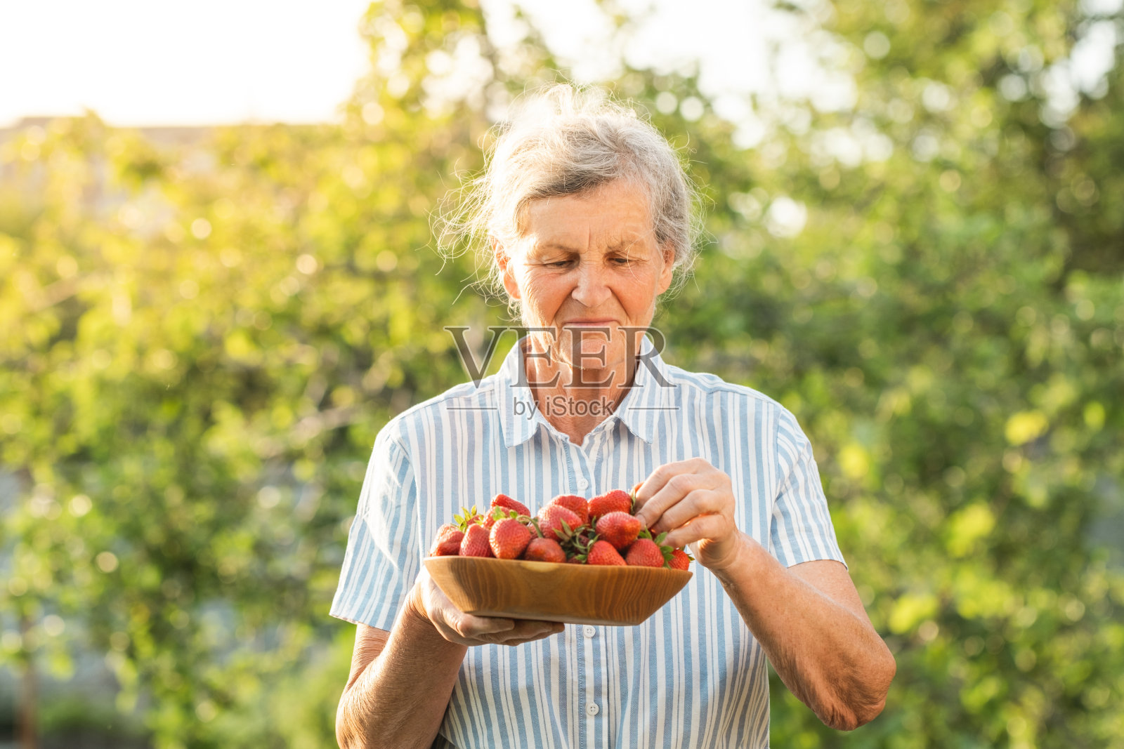 在日出日落的时候在花园里摘草莓的快乐的白人老妇人。白发苍苍的农妇端着装满新鲜红草莓的木碗照片摄影图片