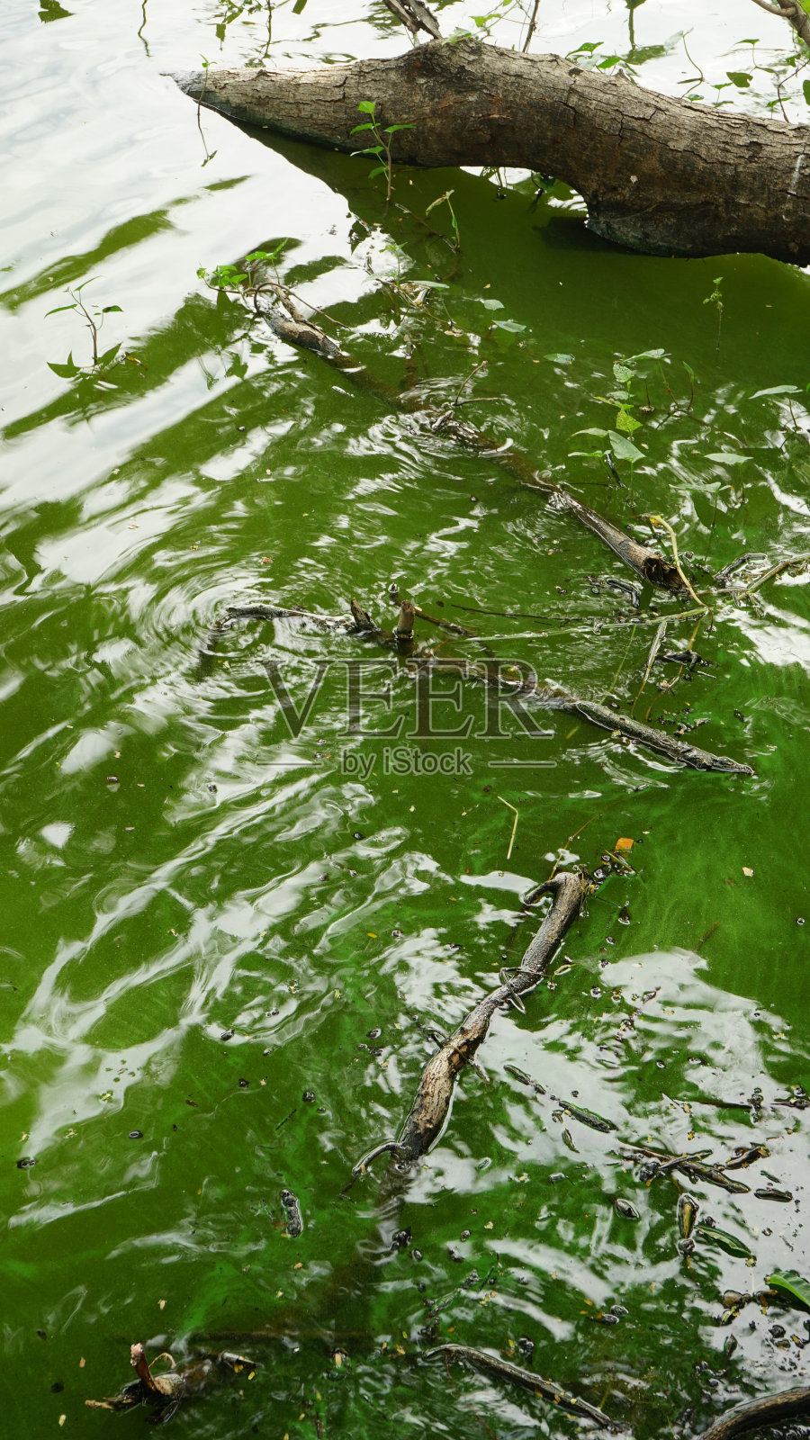绿油油的湖水，绿油油的湖水照片摄影图片