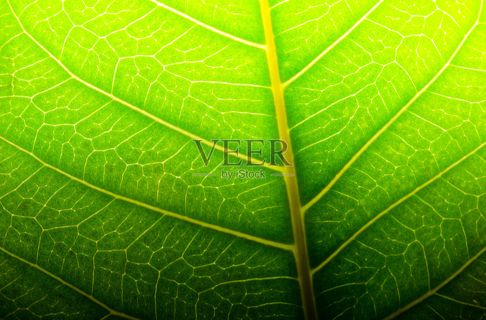 叶子的表面照片摄影图片