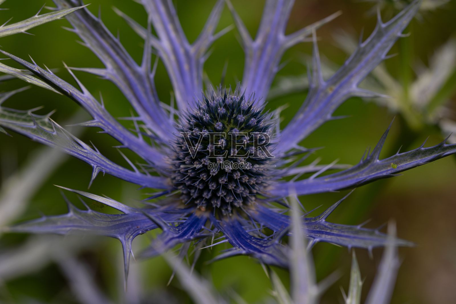 这是一株美丽的桔梗蓟的特写，呈鲜艳的紫色照片摄影图片