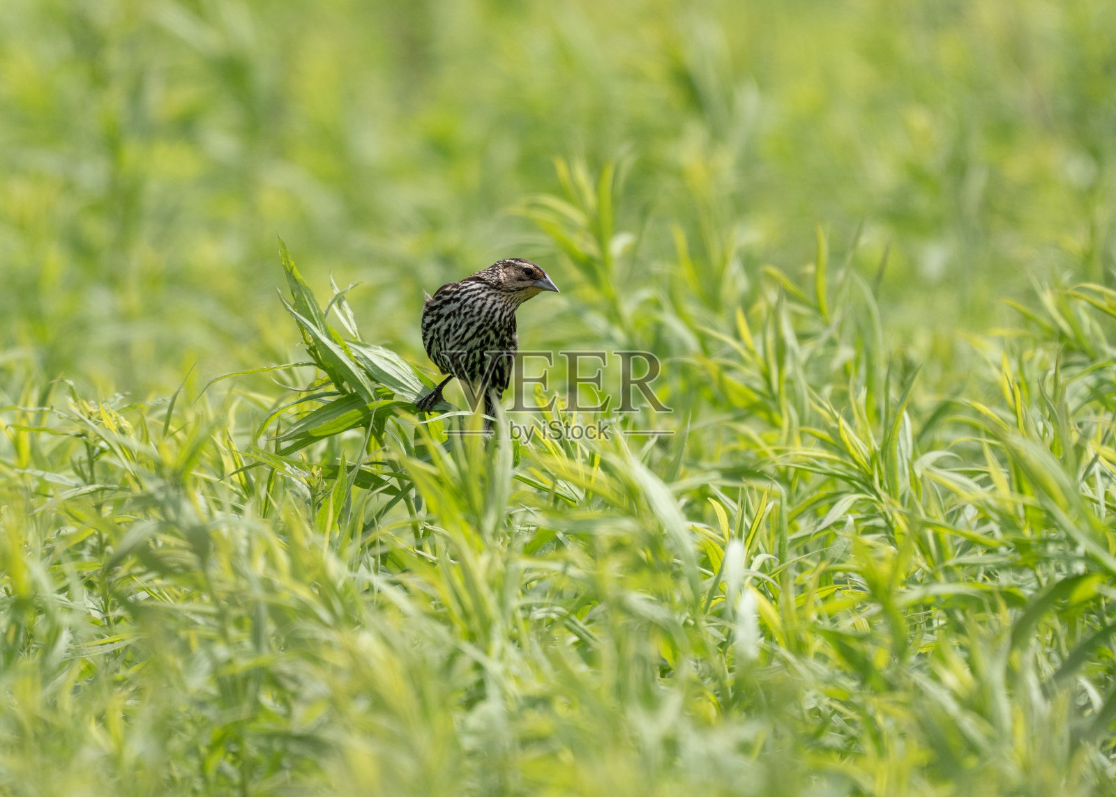 雌性红翼黑鹂被草丛包围。照片摄影图片