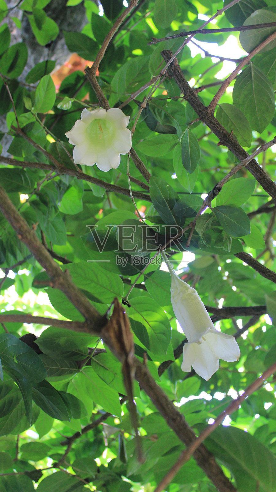 植物园照片摄影图片