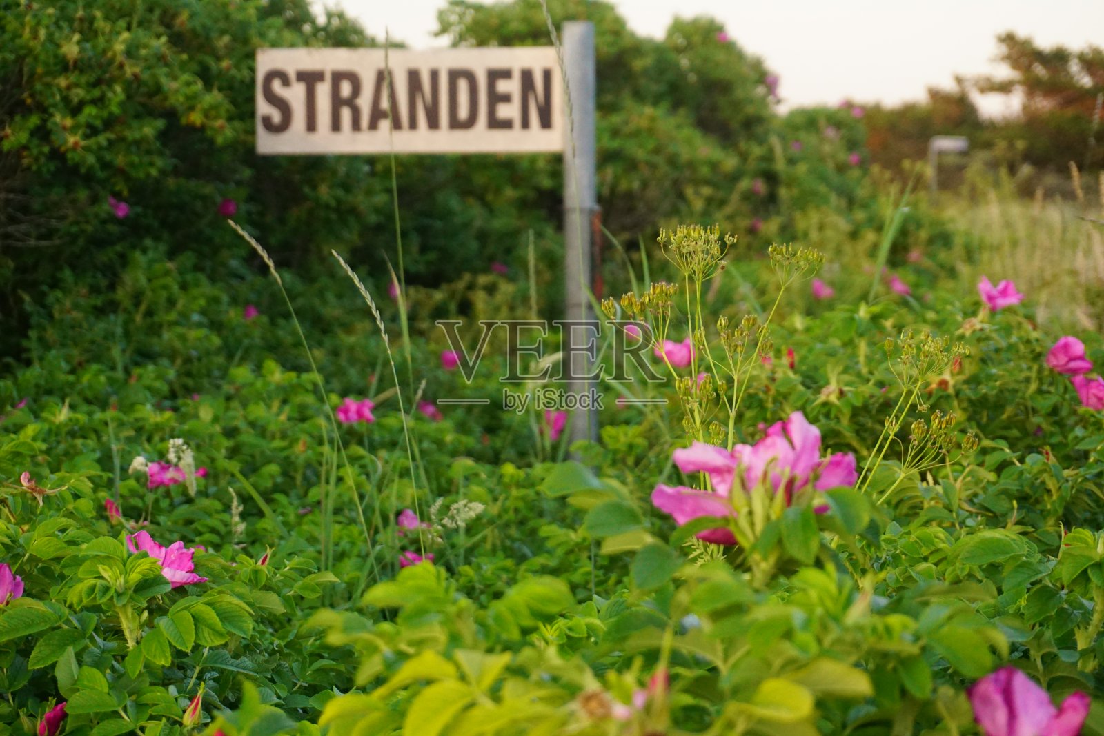 指向海滩方向的德语标志。德国海滩的路标，矗立在开花的玫瑰果中间。照片摄影图片