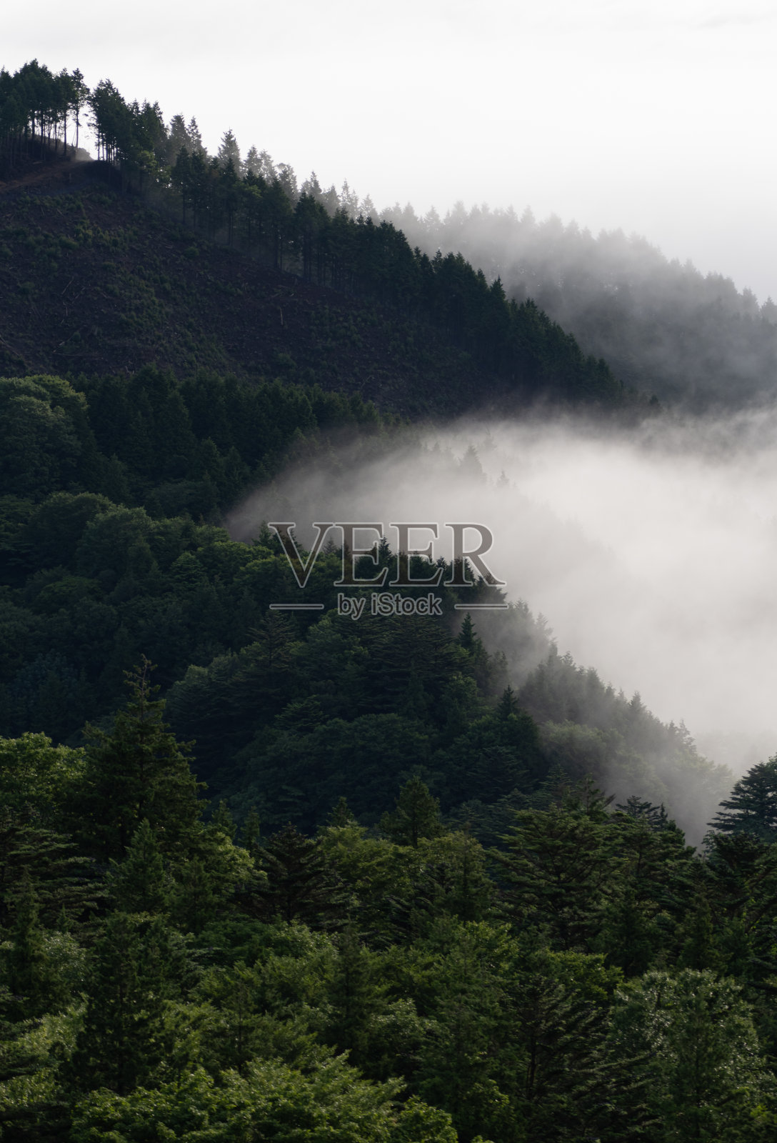 美丽的云海照片摄影图片