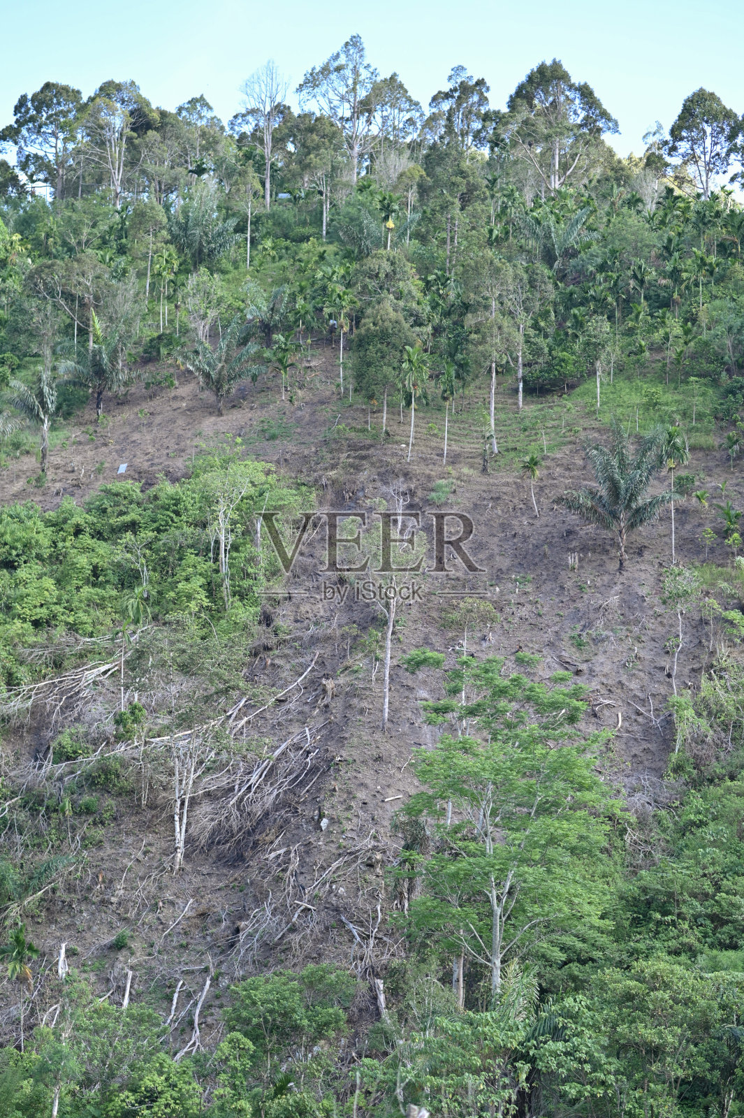 为清理土地而采伐照片摄影图片