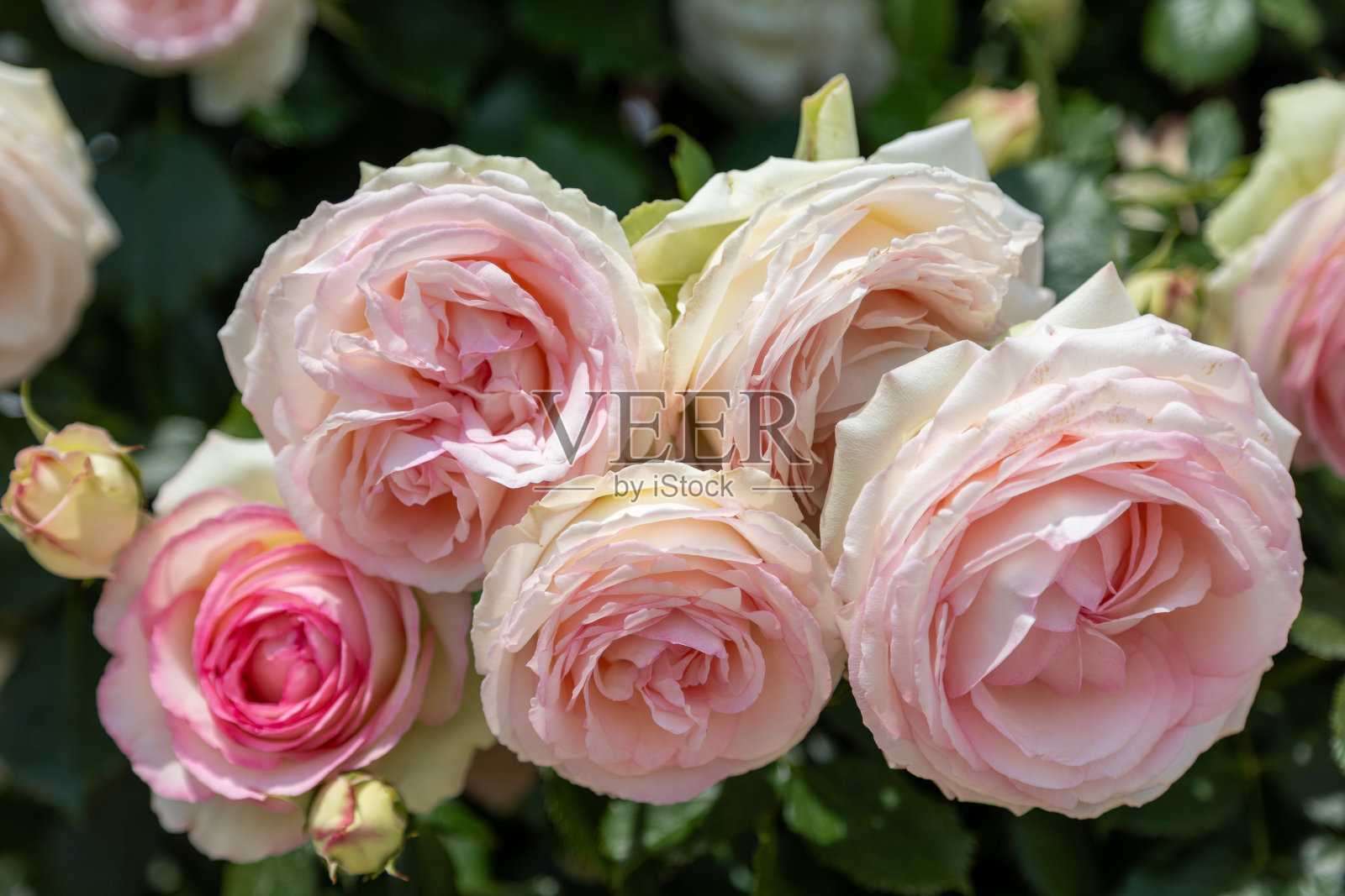 灌木玫瑰的花朵伊甸园玫瑰85在盛开的白色，粉红色和淡绿色照片摄影图片