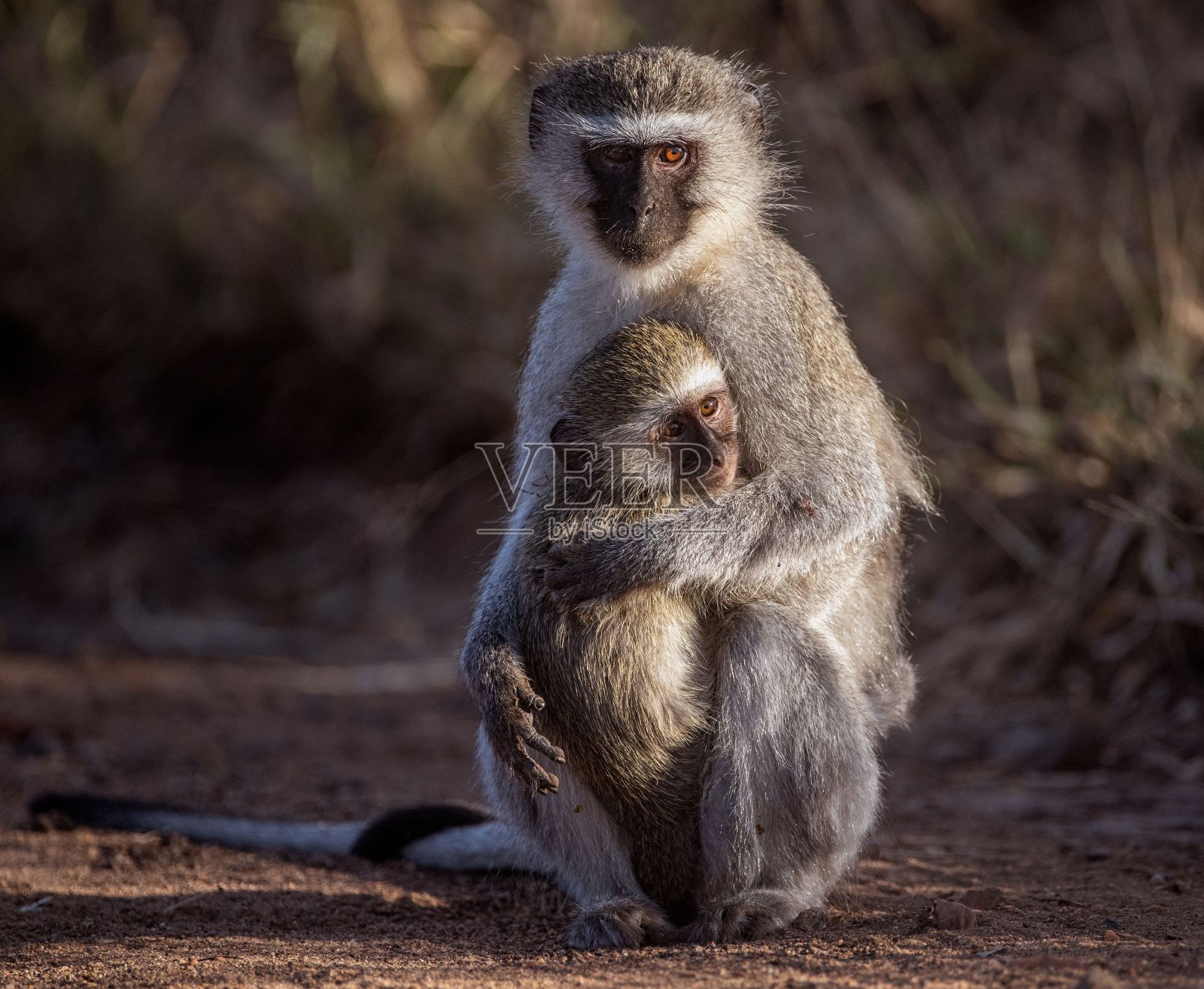 一只可爱的长尾猴和它的婴儿在大草原上的特写照片摄影图片