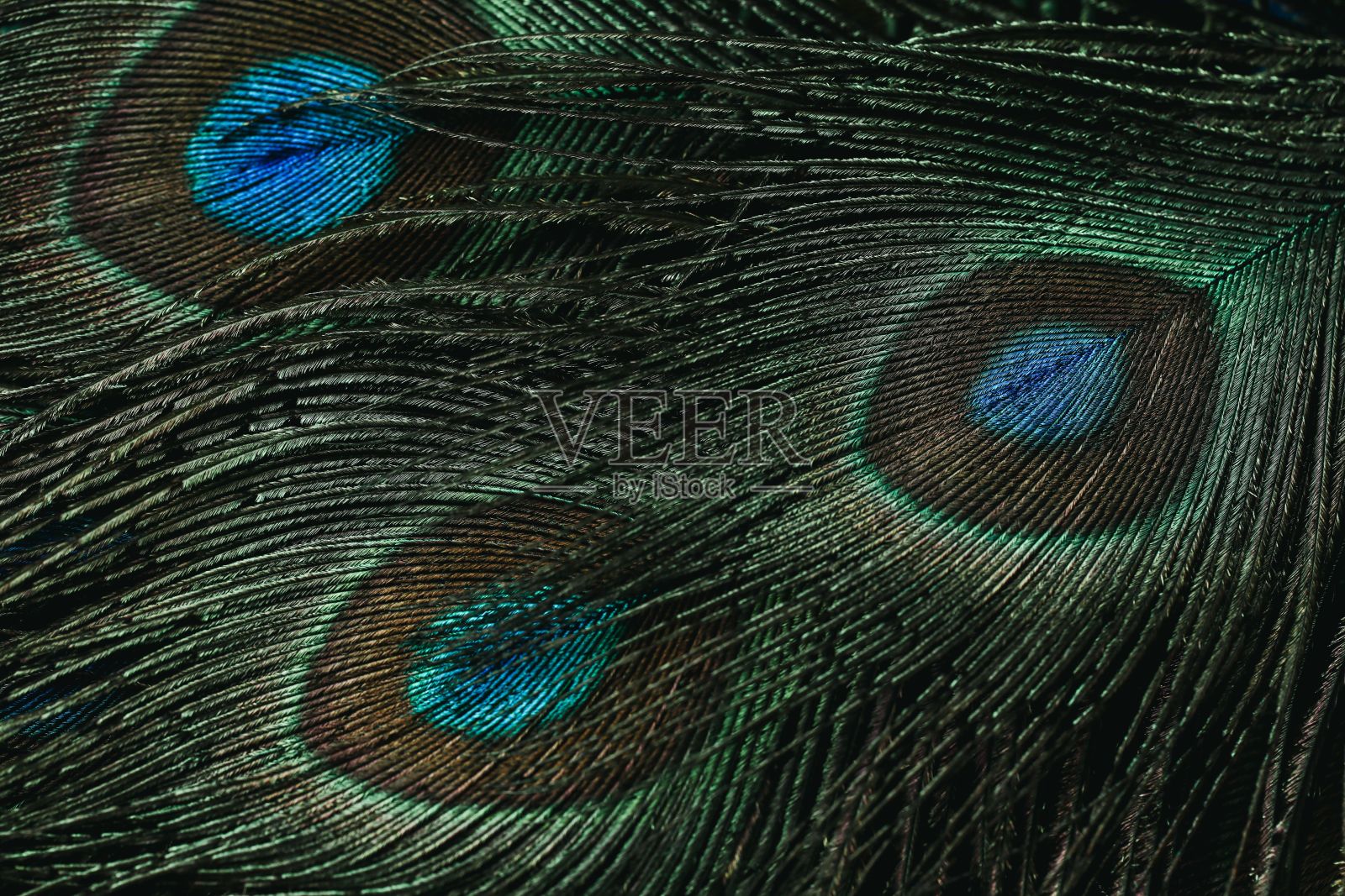 孔雀尾羽的特写镜头。照片摄影图片