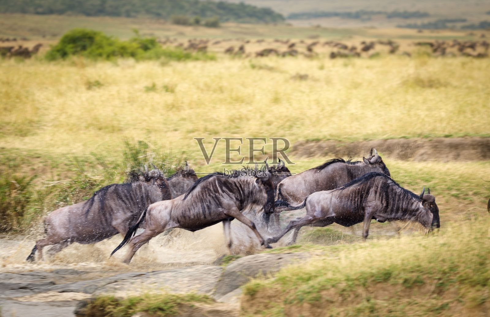 一群角马在阳光明媚的大草原上奔跑照片摄影图片