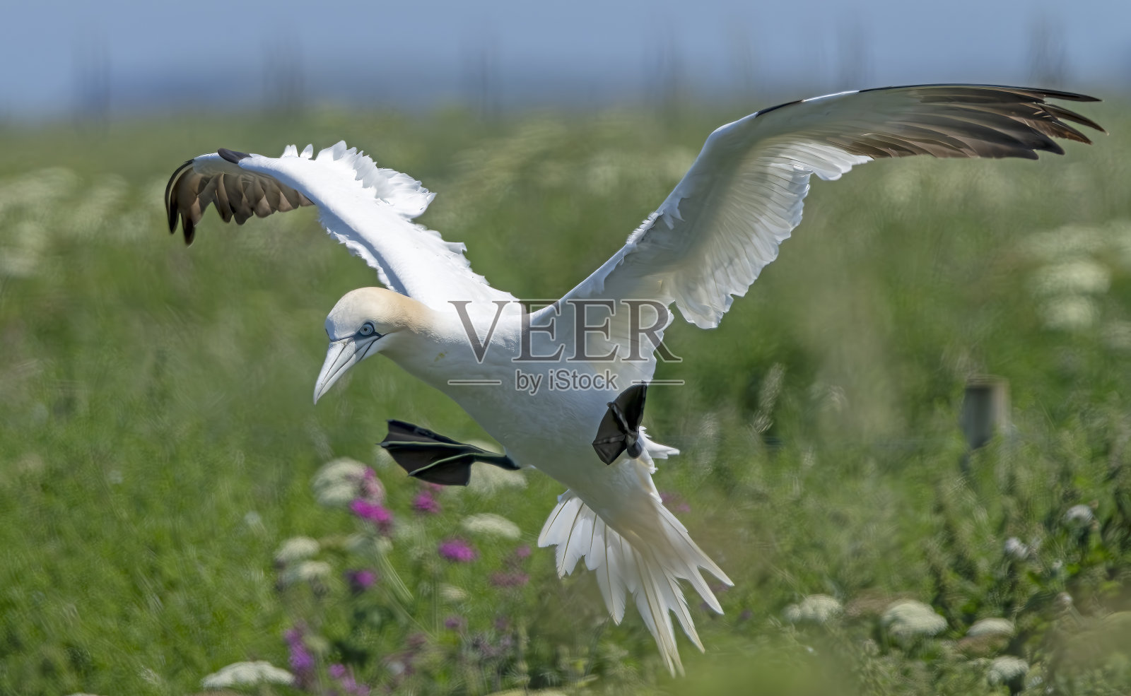 在汉普顿悬崖上飞行的塘鹅照片摄影图片