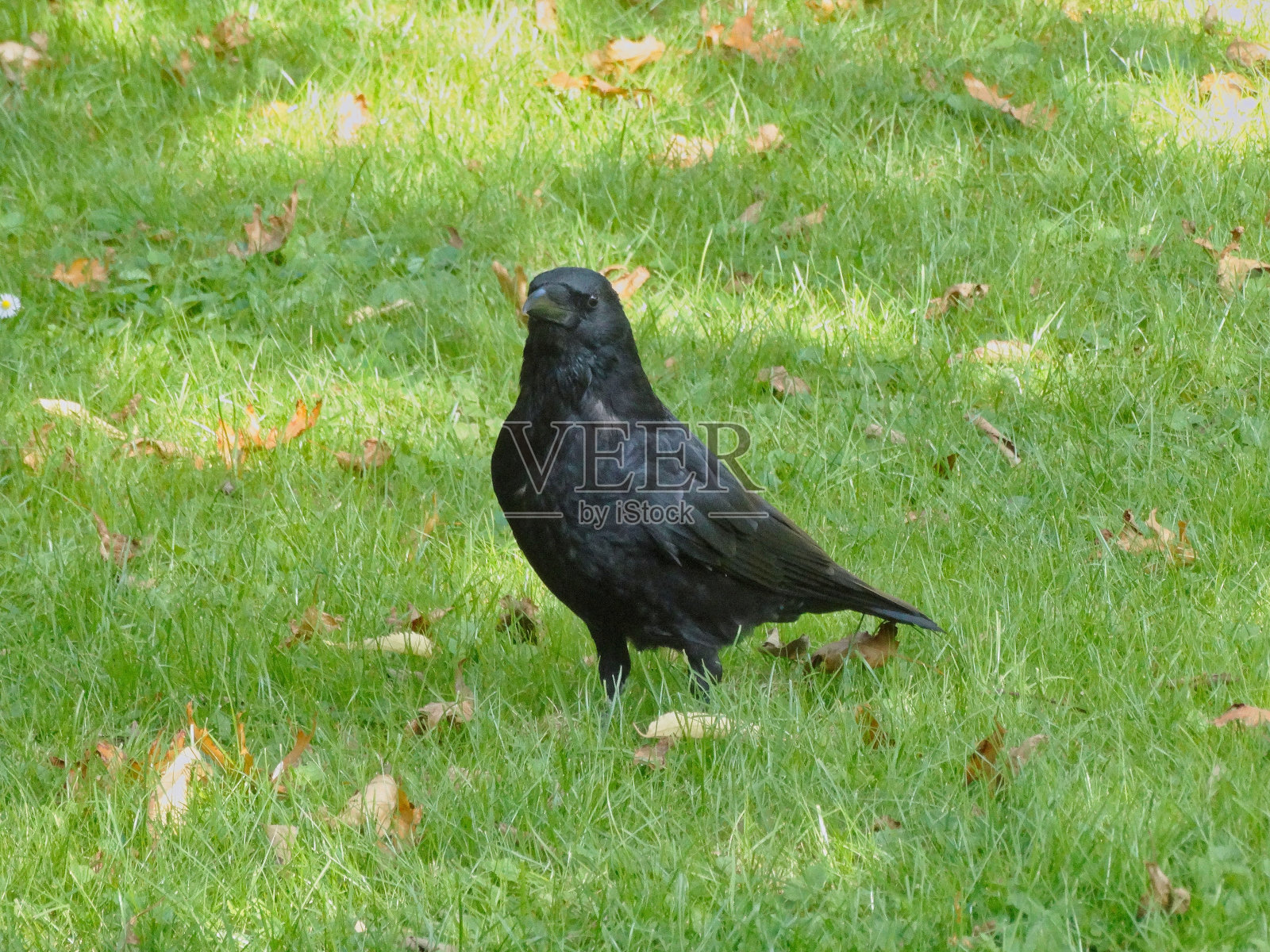一只乌鸦栖息在一片郁郁葱葱的草地上，向一旁望去照片摄影图片