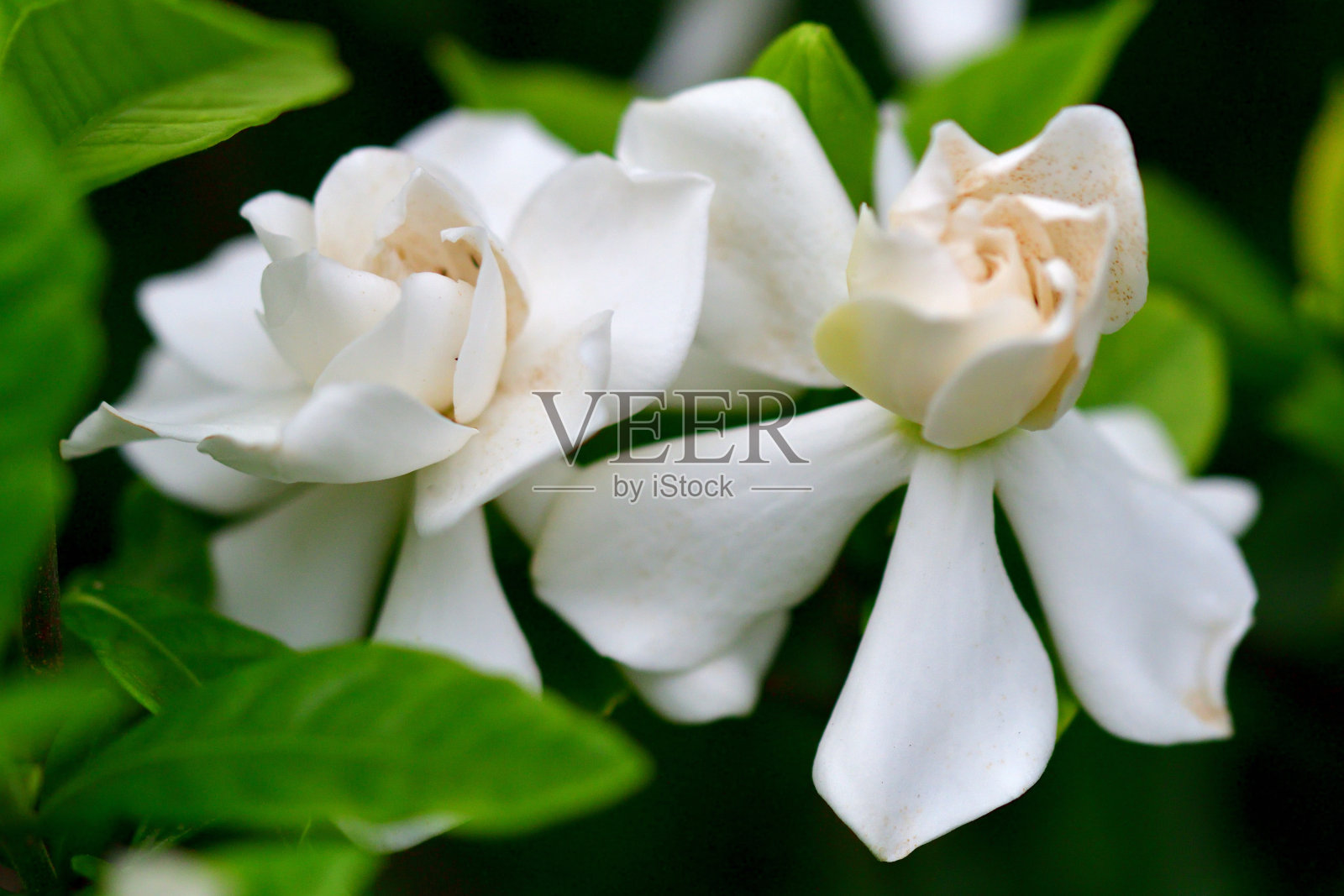 栀子花/普通栀子花:常绿灌木，白色花，非常芳香照片摄影图片