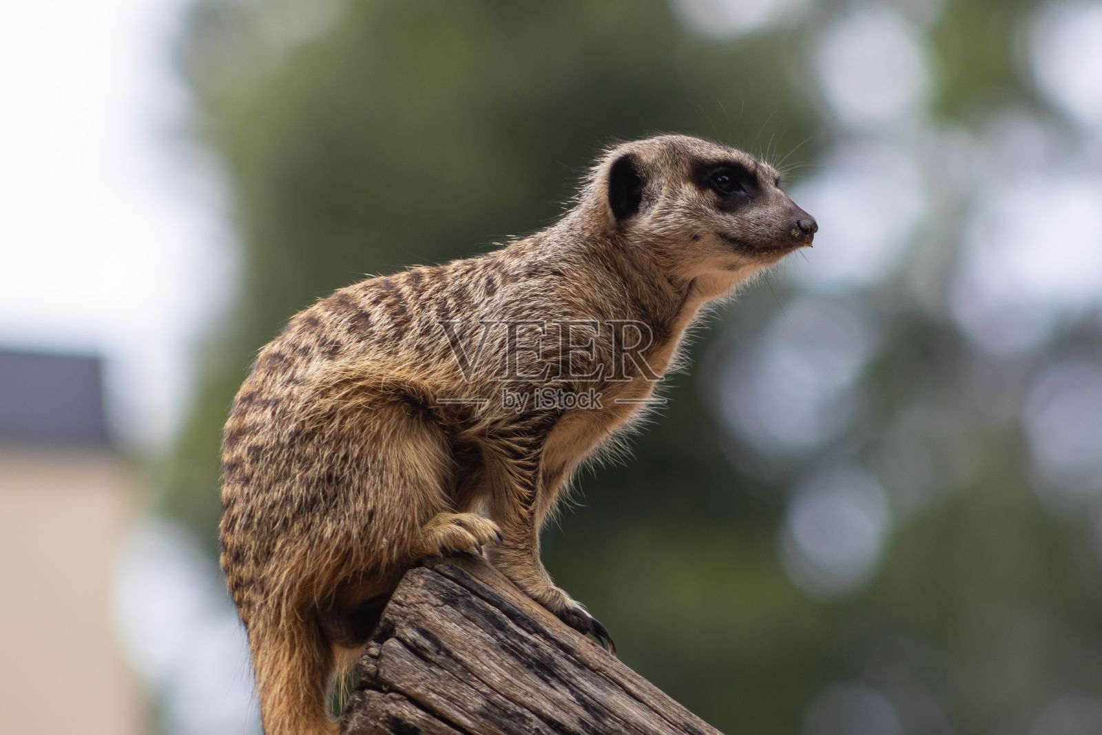 猫鼬栖息在森林中一个质朴的木桩上。照片摄影图片