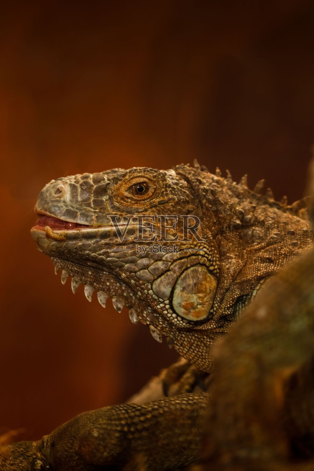 一只可爱的橙绿鬣蜥的特写镜头照片摄影图片