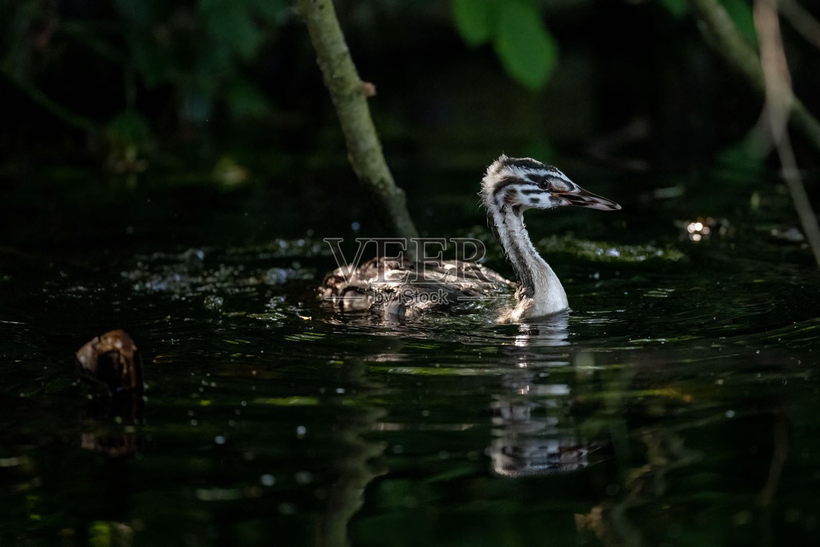 选择聚焦拍摄条纹灰衣鸟在池塘里游泳照片摄影图片