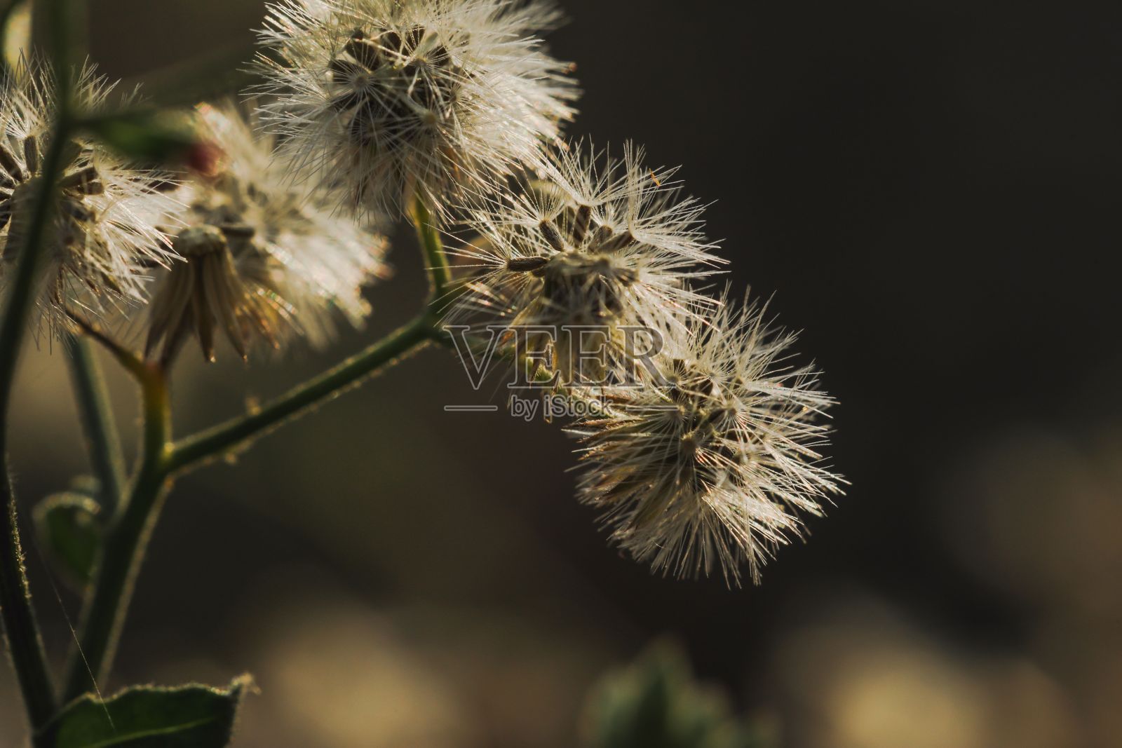 干蒲公英的特写镜头与柔软，模糊的背景照片摄影图片