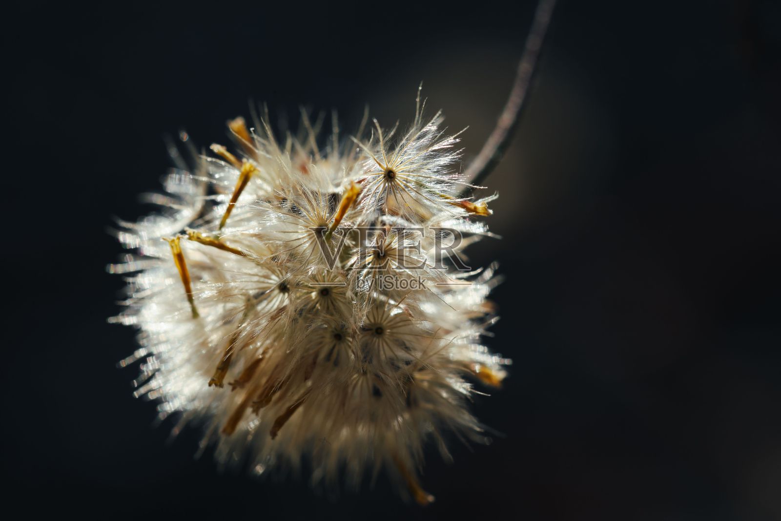 干蒲公英的特写镜头与柔软，模糊的背景照片摄影图片