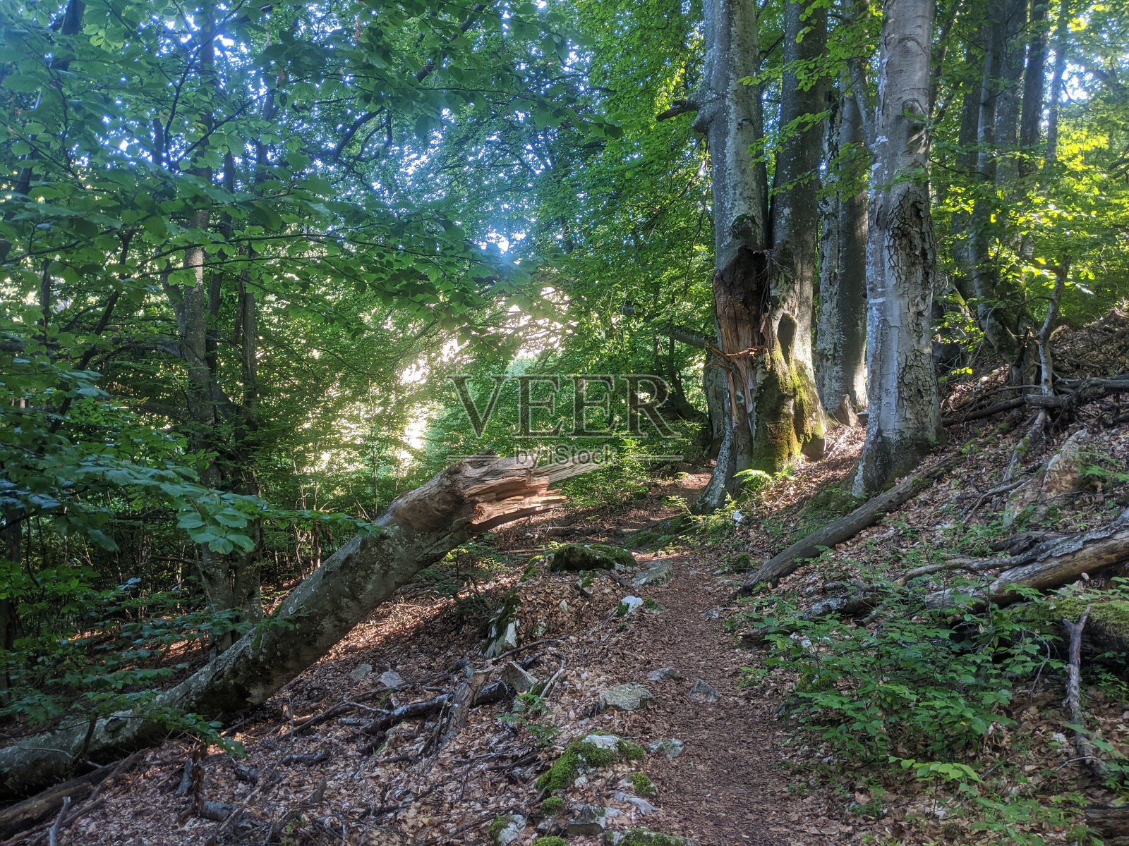 绿树成荫，绿树成荫。照片摄影图片