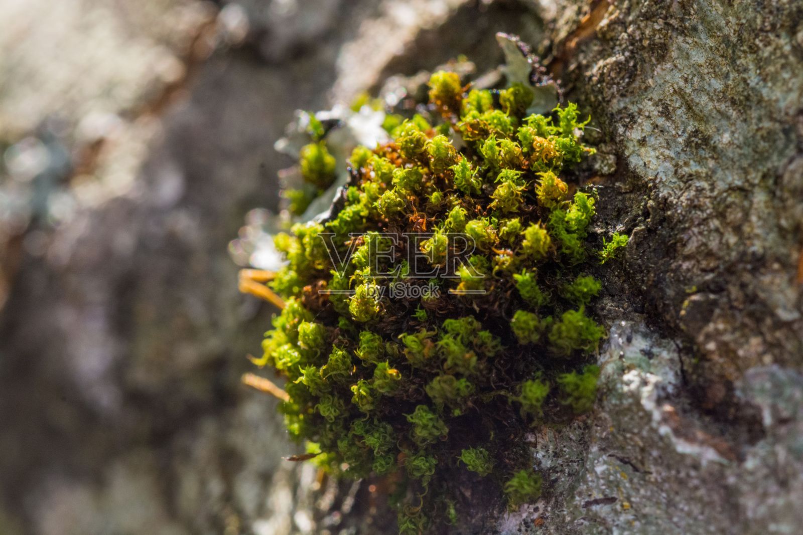 岩石表面的一簇苔藓。照片摄影图片
