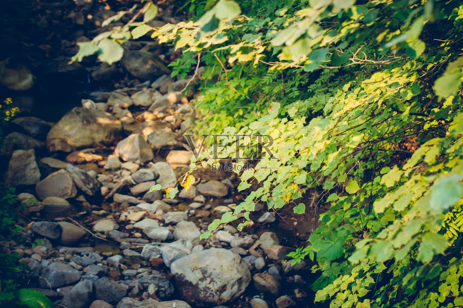森林景观，郁郁葱葱的绿色植被和岩石。照片摄影图片