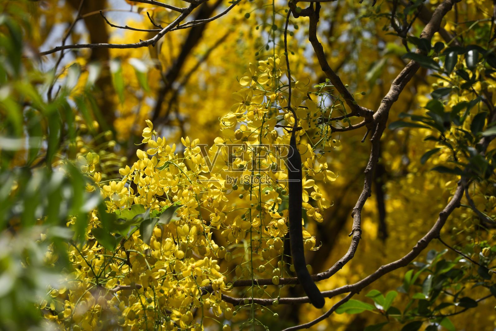 雄伟的秋天的场景，以充满活力的黄色树叶设置对一个滚动的景观照片摄影图片