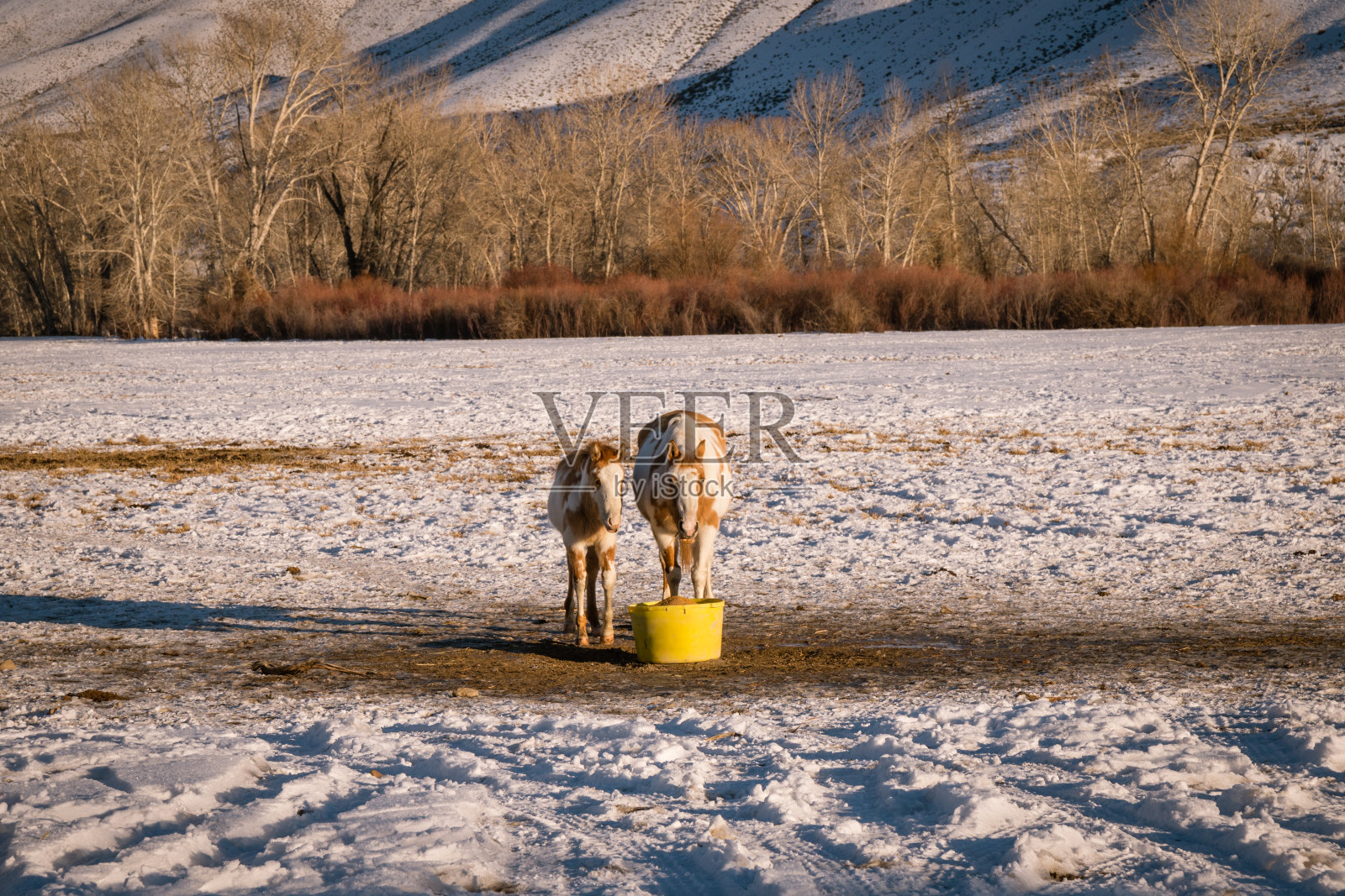 马在牧场的雪地上吃东西照片摄影图片