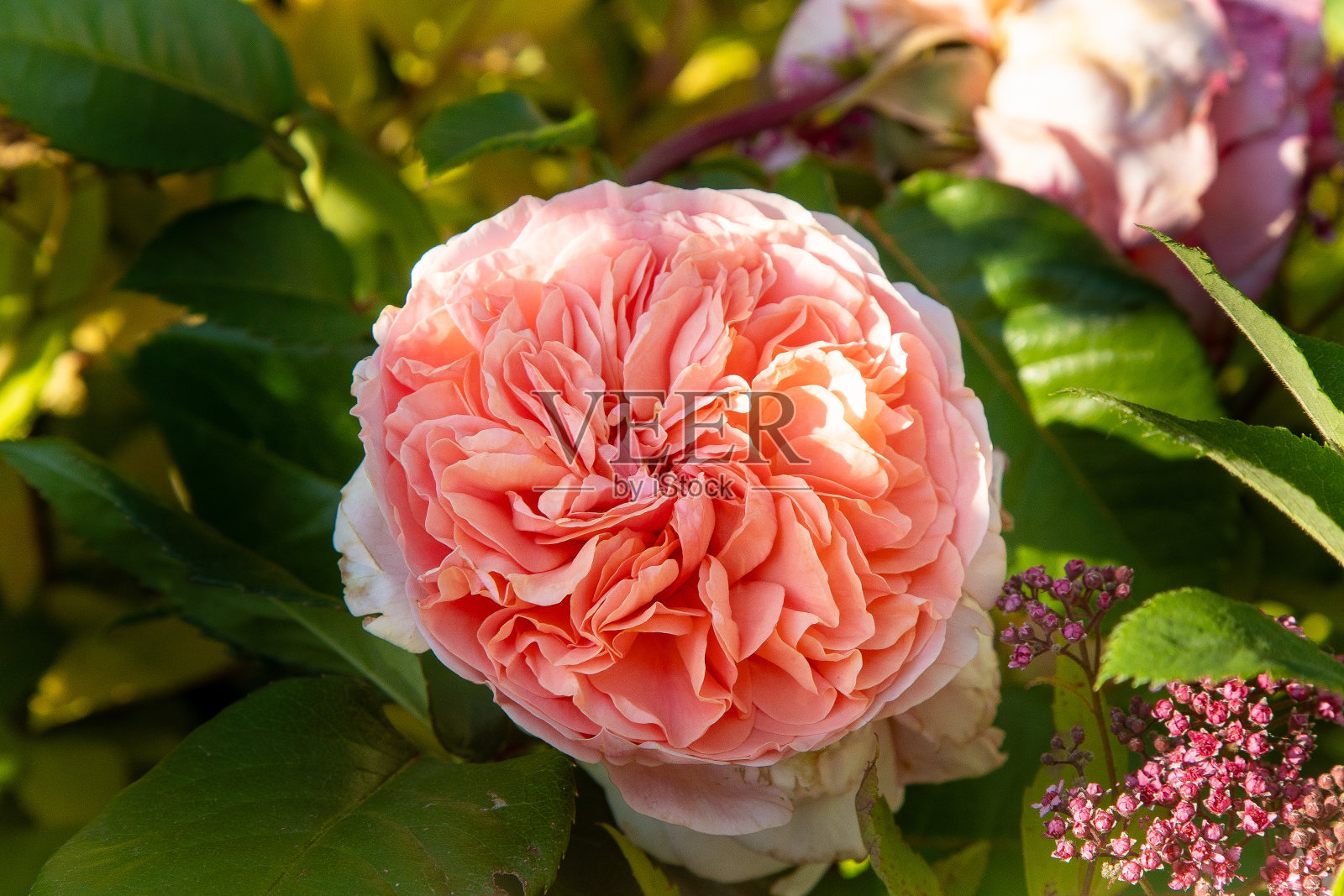 粉红色的玫瑰。花园里的灌木丛。玫瑰花蕾。夏天的花瓣。自然中的玫瑰。树枝和树叶。照片摄影图片