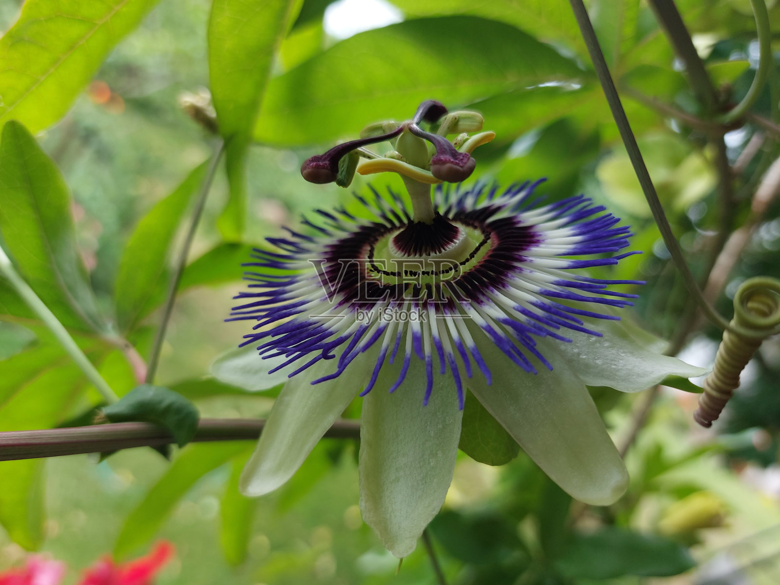 西番莲照片摄影图片