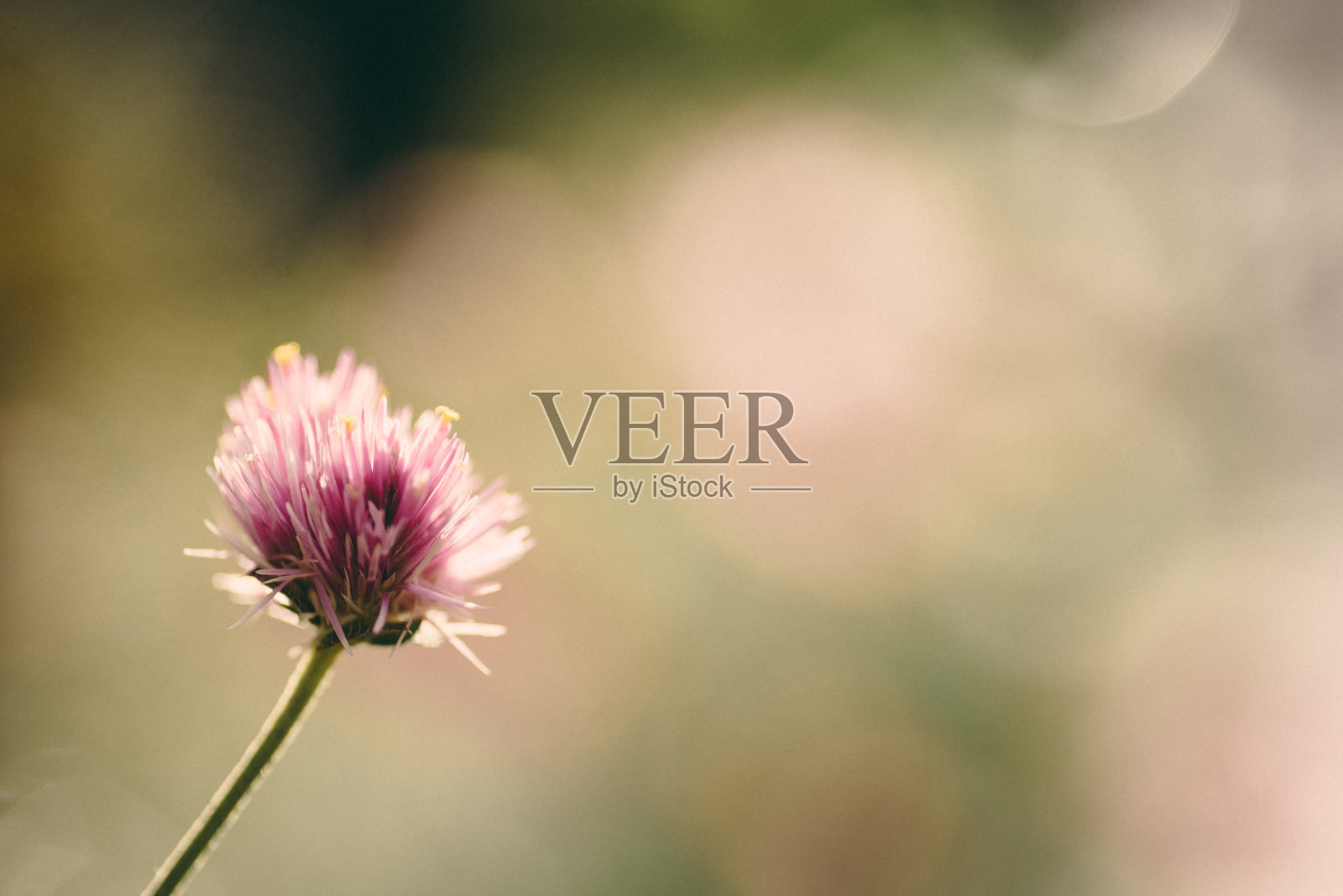 粉红色的小花照片摄影图片