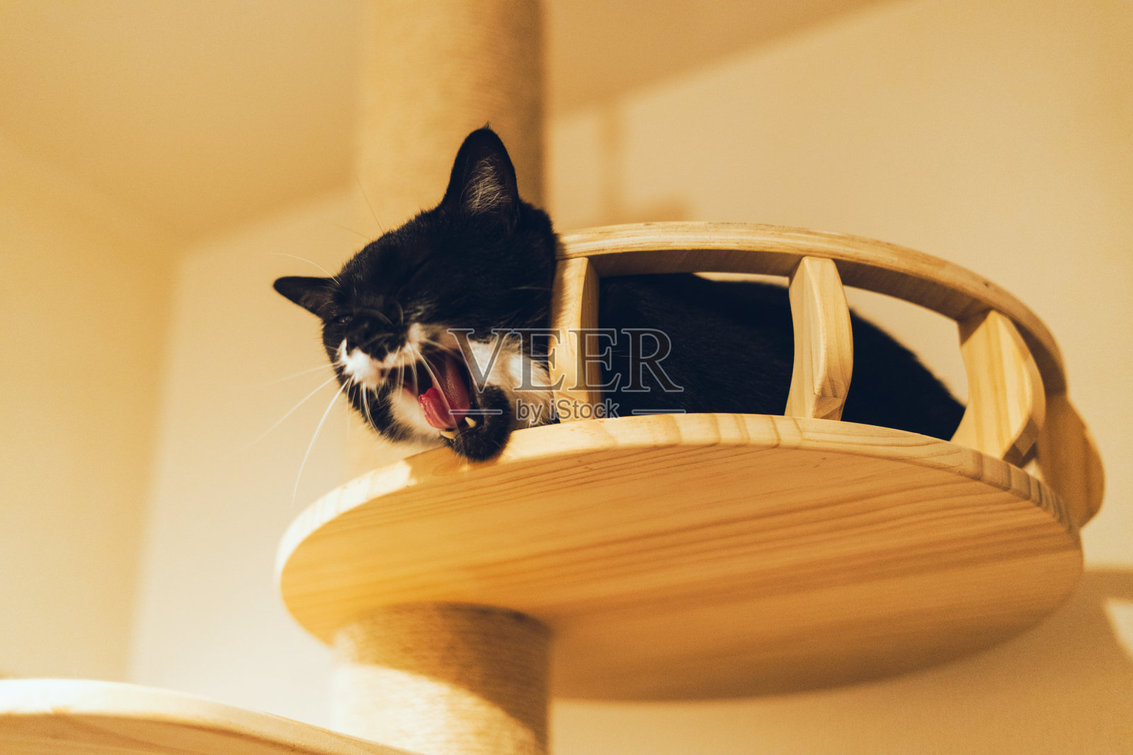 一只黑白相间的猫在猫塔上打哈欠。照片摄影图片