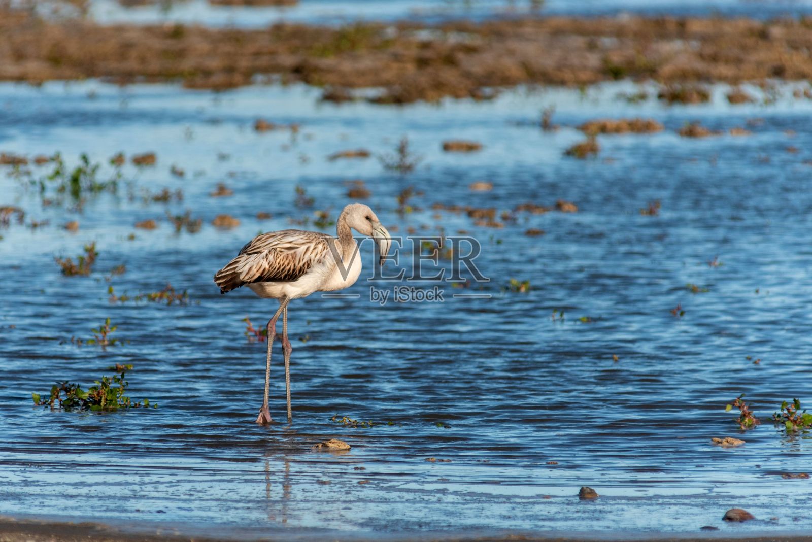 火烈鸟在浅湖的特写，周围是草地，背景模糊照片摄影图片