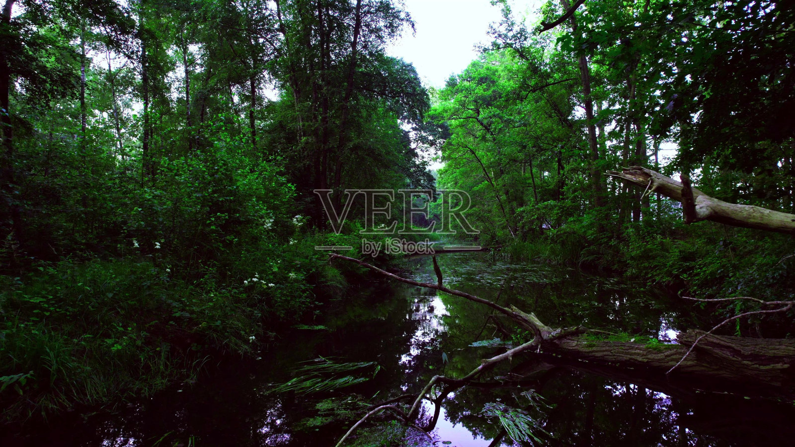 在一个阳光明媚的日子里，美丽的小溪在落叶林中新鲜的绿色植物和树木之间流动照片摄影图片