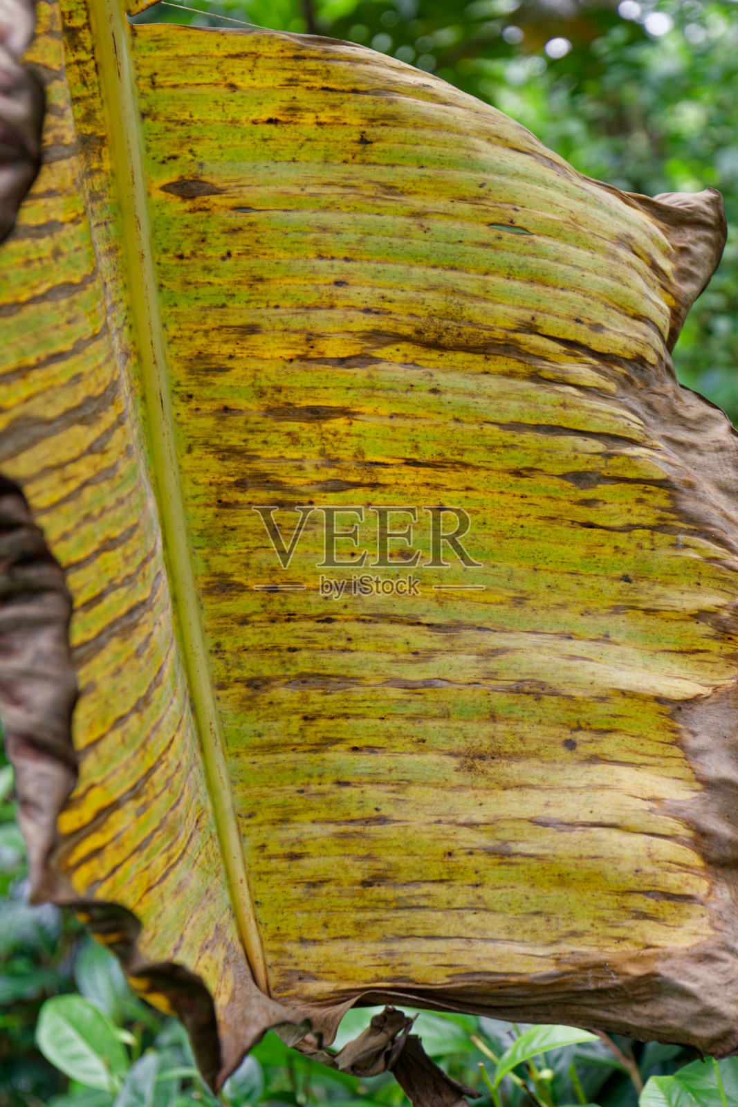 香蕉叶子的垂直拍摄，背景是绿色的叶子照片摄影图片