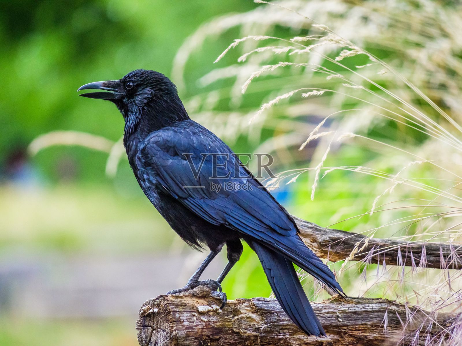 在自然环境中栖息在木树枝上的黑乌鸦照片摄影图片