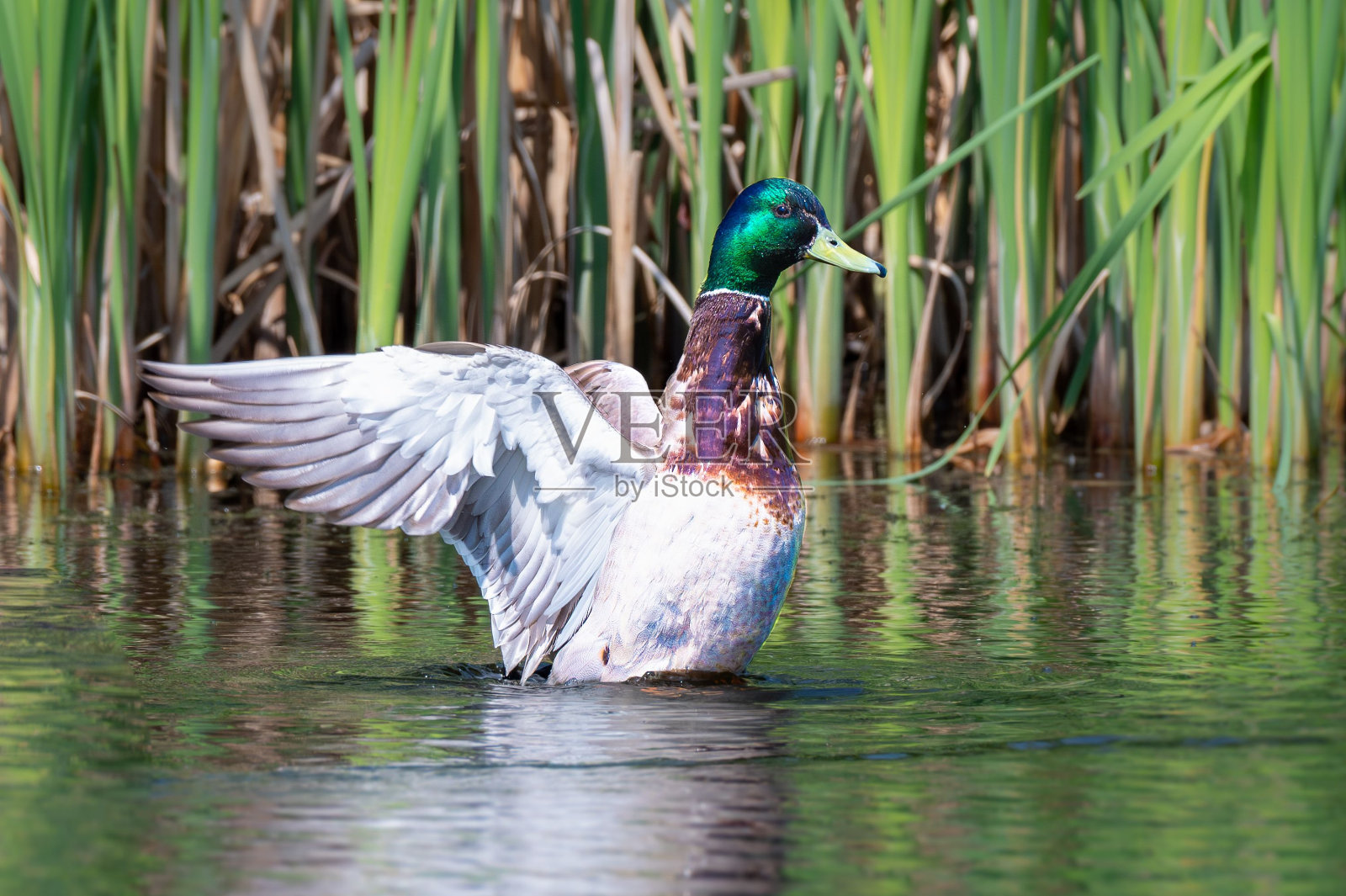 一只鸭子在水面上张开翅膀照片摄影图片